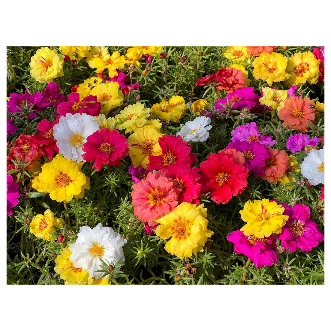 Portulaca Moss Rose Seeds – Heirloom, Non-GMO, High Germination Organic Garden Flower Seeds for Planting | Neera Seeds product photo [neera-v4-f03e247134e5769198ff]