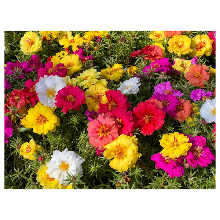 Portulaca Moss Rose Seeds – Heirloom, Non-GMO, High Germination Organic Garden Flower Seeds for Planting | Neera Seeds product photo [neera-v4-f03e247134e5769198ff]