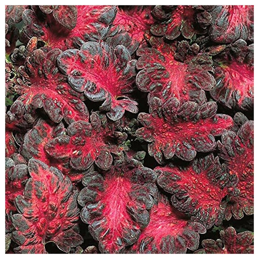 Heirloom Black Red Dragon Coleus Flower Seeds for Planting | Non-GMO Organic Garden Seeds | Bold Foliage, High Germ | Neera Seeds product photo [neera-v4-f04fc5989d62d4c00346]