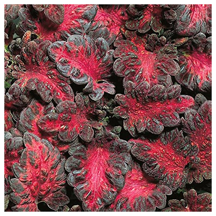 Heirloom Black Red Dragon Coleus Flower Seeds for Planting | Non-GMO Organic Garden Seeds | Bold Foliage, High Germ | Neera Seeds product photo [neera-v4-f04fc5989d62d4c00346]