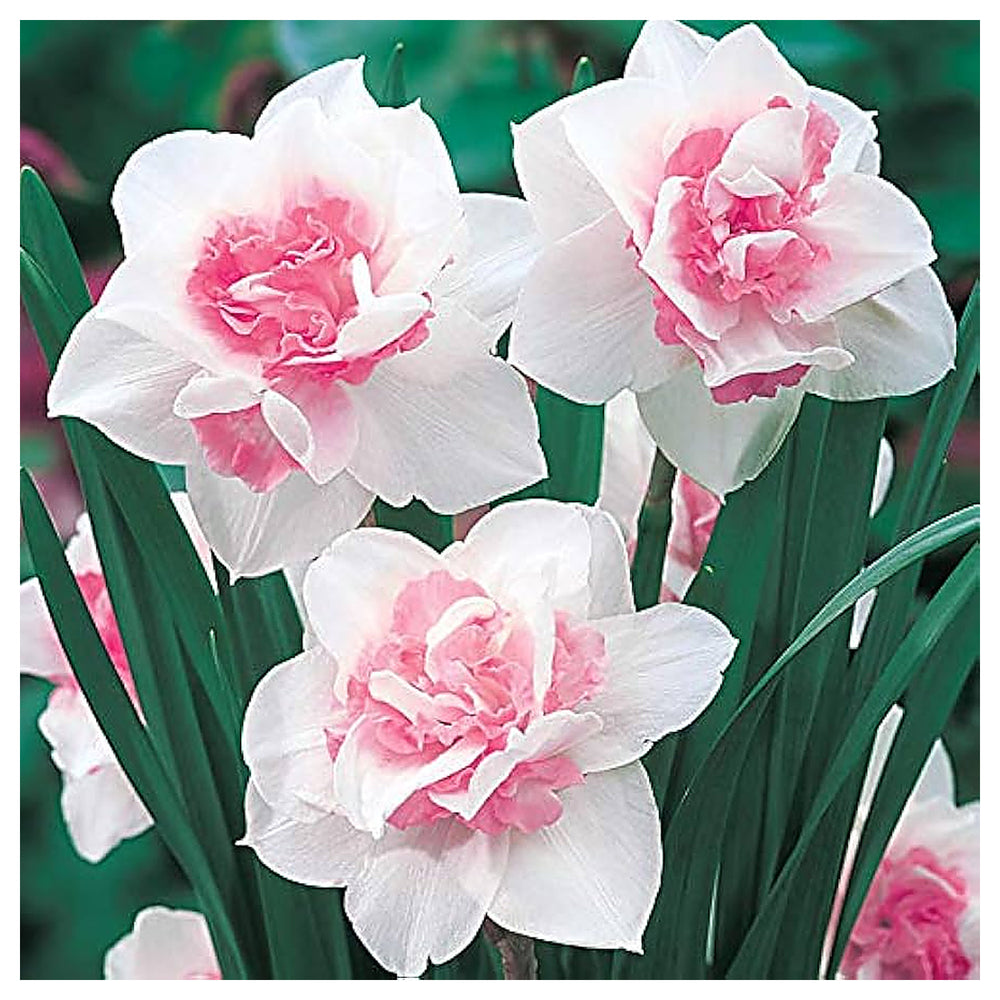 Pink Double Petal Narcissus Flower Seeds for Planting – Heirloom, Non-GMO, High Germination Organic Garden Seeds | Neera Seeds product photo [neera-v4-f04fe0159aa94e8d7b69]