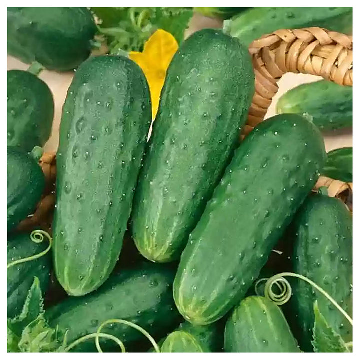 Organic Cucumber Grape Profi F1 Seeds for Planting – Heirloom, Non-GMO, High Germination Vegetable Seeds | Neera Seeds product photo [neera-v4-f05d6b252f905d5b3018]
