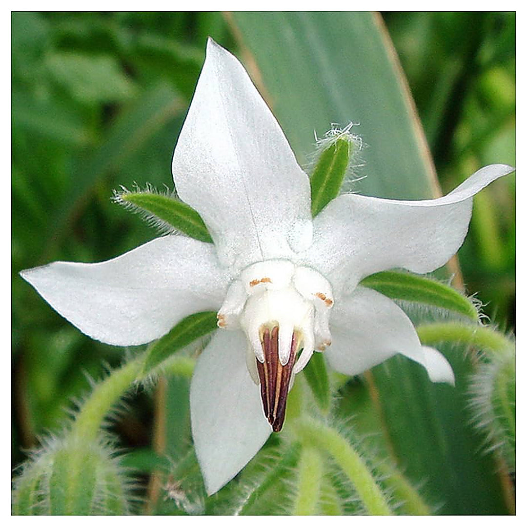 Borage White Seeds for Planting – Heirloom, Non-GMO, High Germination Organic Garden Seeds for Herbs & Flowers | Neera Seeds product photo [neera-v4-f05fed39ebc9cd63c197]