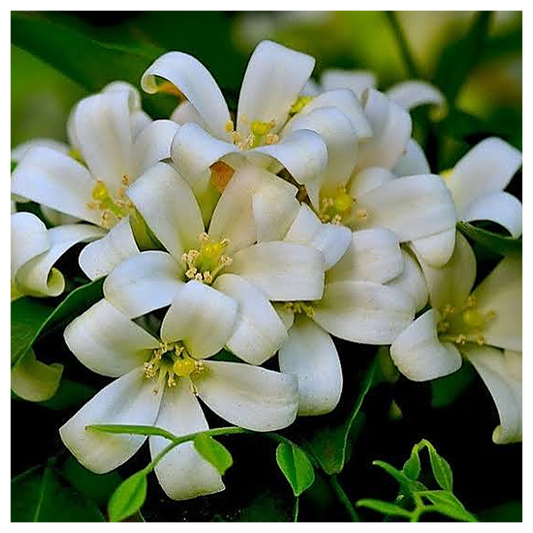 Orange Jasmine Murraya Paniculata Flower Seeds for Planting – Heirloom, Non-GMO Fragrant Seeds | Neera Seeds product photo [neera-v4-f06c6e961cdd12877a44]