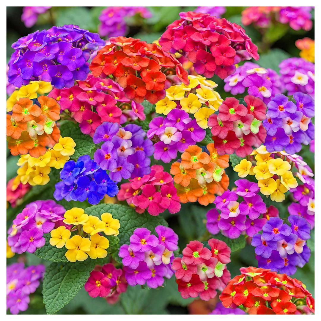 Lantana Mix Flower Seeds for Garden Planting – Non-GMO Heirloom Organic Garden Seeds, High Germination | Neera Seeds product photo [neera-v4-f07af3e400f8ba0c6385]