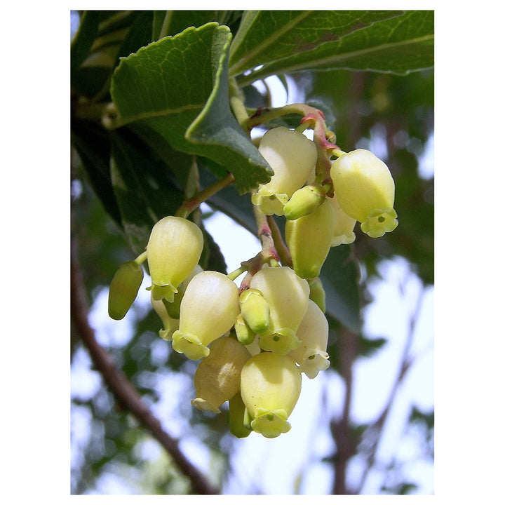 Arbutus Unedo Strawberry Tree Seeds for Planting – Heirloom Non-GMO Evergreen Fruit Tree Seeds, High Germination | Neera Seeds product photo [neera-v4-f0881962c9ad549c272c]