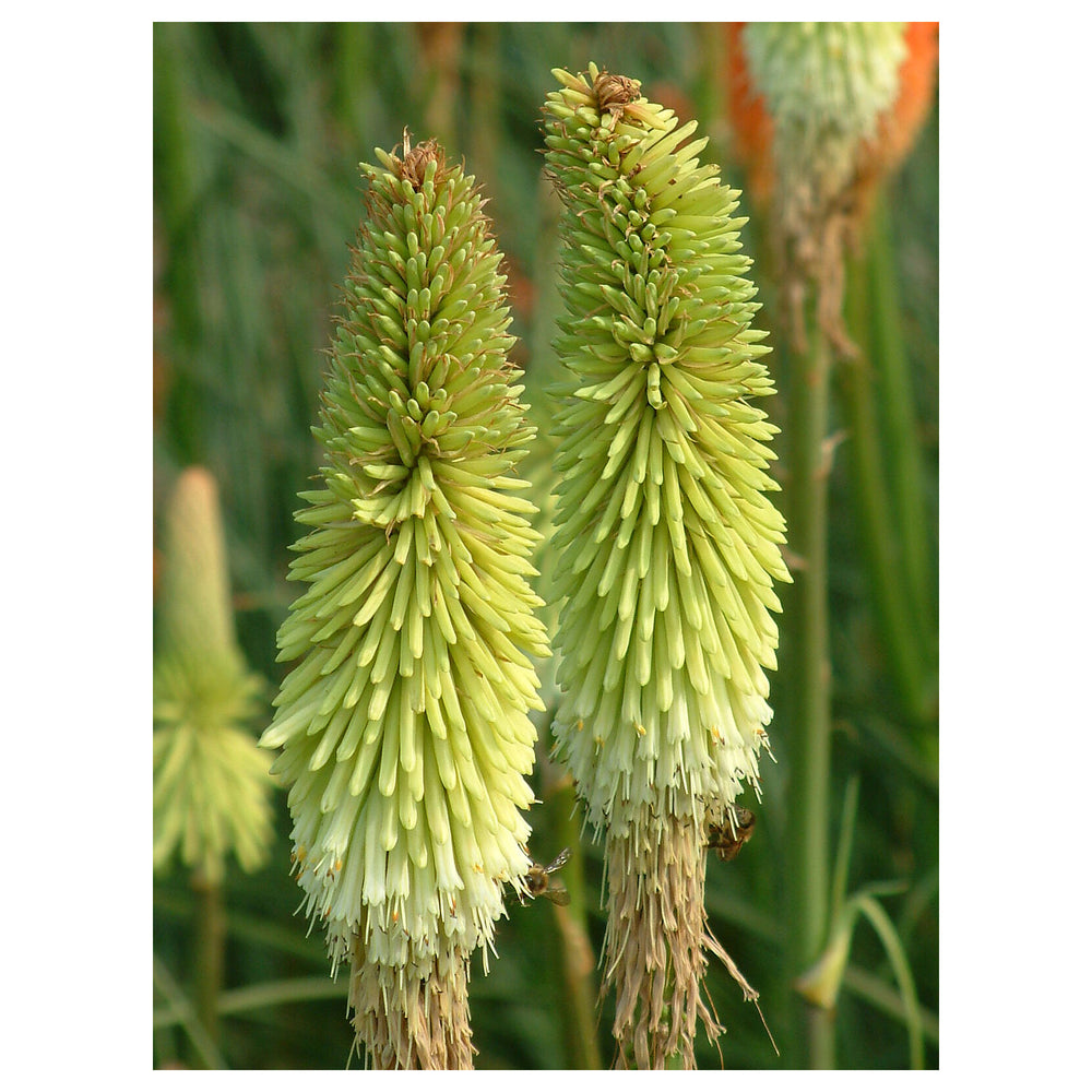 Heirloom Non-GMO Green Kniphofia Flower Seeds for Planting – Unique Torch-Lily Blooming Seeds | Neera Seeds product photo [neera-v4-f097103aefe99f2ab92f]