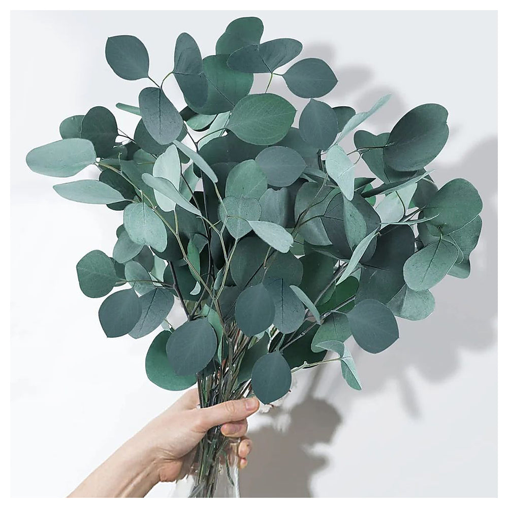 Mixed Eucalyptus Plant Seeds for Planting – Heirloom Non-GMO Organic Garden Seeds, High Germination | Neera Seeds product photo [neera-v4-f0ac9d8c03f7d8c8540b]