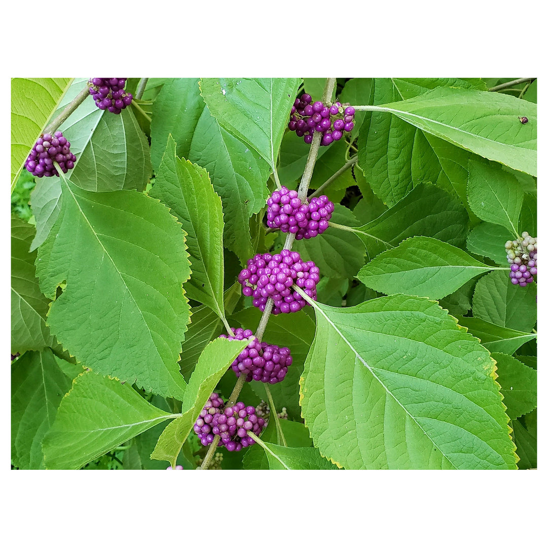 Heirloom Non-GMO Violet Callicarpa Flower Seeds for Planting – Ornamental Blooms for Colorful Shrub Borders | Neera Seeds product photo [neera-v4-f0b7f78419ae3514d4f3]