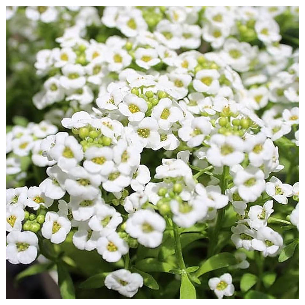 Heirloom Non-GMO Lobularia Flower Seeds for Fragrant Ground Cover and Cottage Garden Planting | Neera Seeds product photo [neera-v4-f0d245c65f3c5717377e]