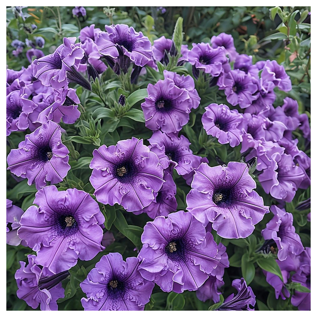 Lavender Petunia Flower Seeds for Planting – Heirloom, Non-GMO, High Germination Easy-to-Grow Garden Seeds | Neera Seeds product photo [neera-v4-f0e3b873d39e3588e4af]