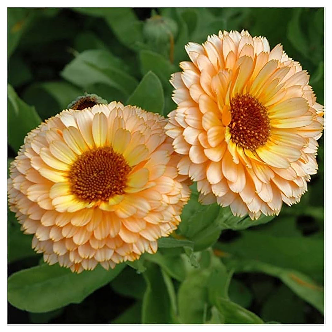 Yellow Calendula Flower Seeds, Heirloom, Non-GMO Seeds for Planting | Neera Seeds product photo [neera-v4-f0f119f804a9bc6f4e8b]