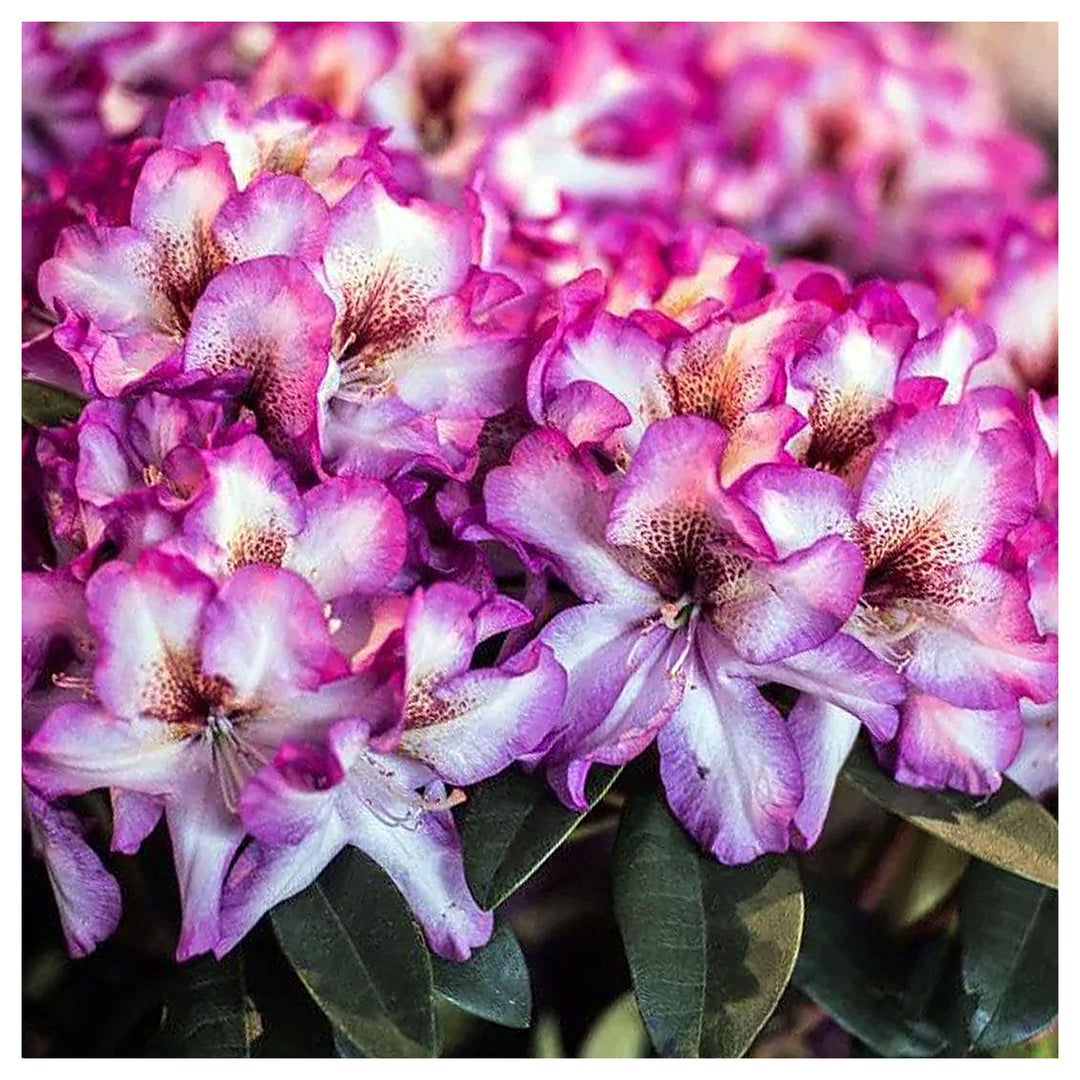 Pink Rhododendron Hans Flower Seeds for Planting - Heirloom Non-GMO High Germination Organic Garden Seeds | Neera Seeds product photo [neera-v4-f1078a6dd13f5b3336db]