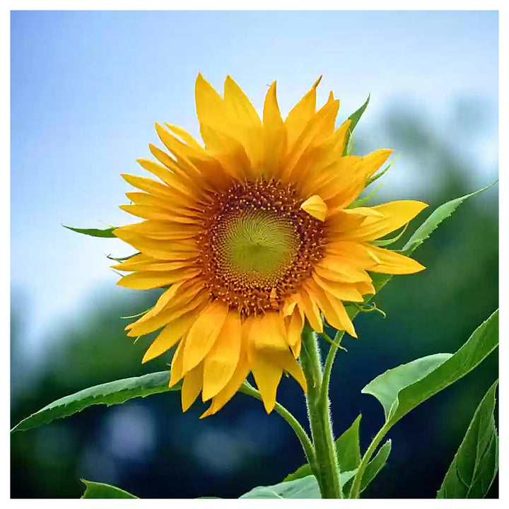 Yellow &amp; Red Sunflower Heirloom Non-GMO Seeds for Planting – High Germination Organic Garden Seeds for Bold Blooms | Neera Seeds product photo [neera-v4-f10a626fd0434d7dc6d2]