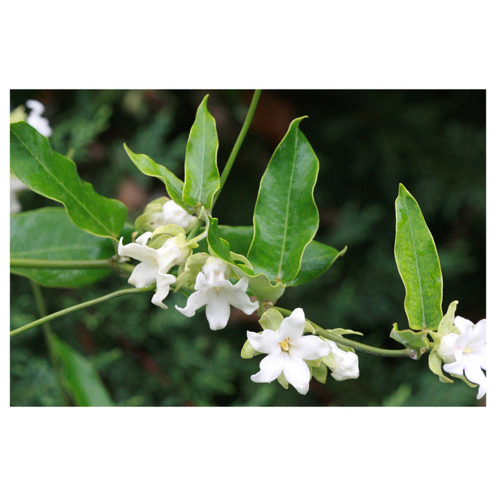 Heirloom Non-GMO Araujia Flower Seeds for Planting – Fast-Growing Climbing Ornamental Blooms | Neera Seeds product photo [neera-v4-f114f3e8d80c0c6cf533]