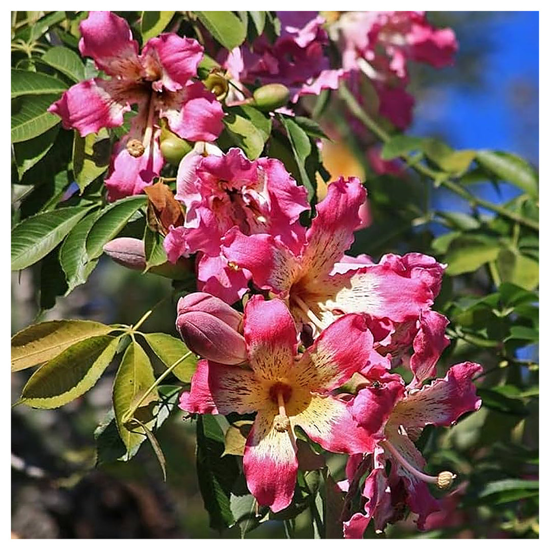 Chorisia Insignis Flower Seeds for Planting – Beautiful Silk Floss Tree Blooms | Neera Seeds product photo [neera-v4-f12c362e1f204ff7681b]