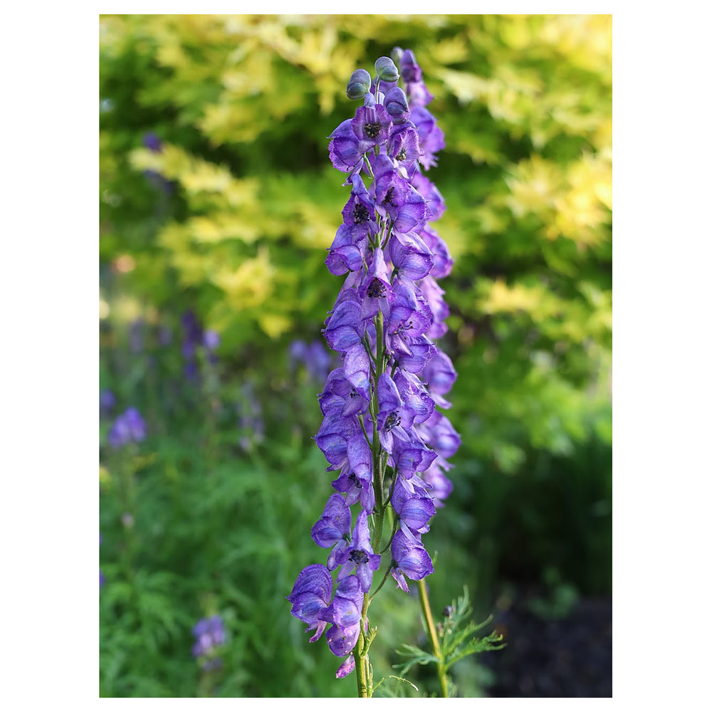 Heirloom Blue Aconitum Napellus Flower Seeds for Planting - Non-GMO garden seeds | Neera Seeds product photo [neera-v4-f134caee7c8cbcfcdf9a]