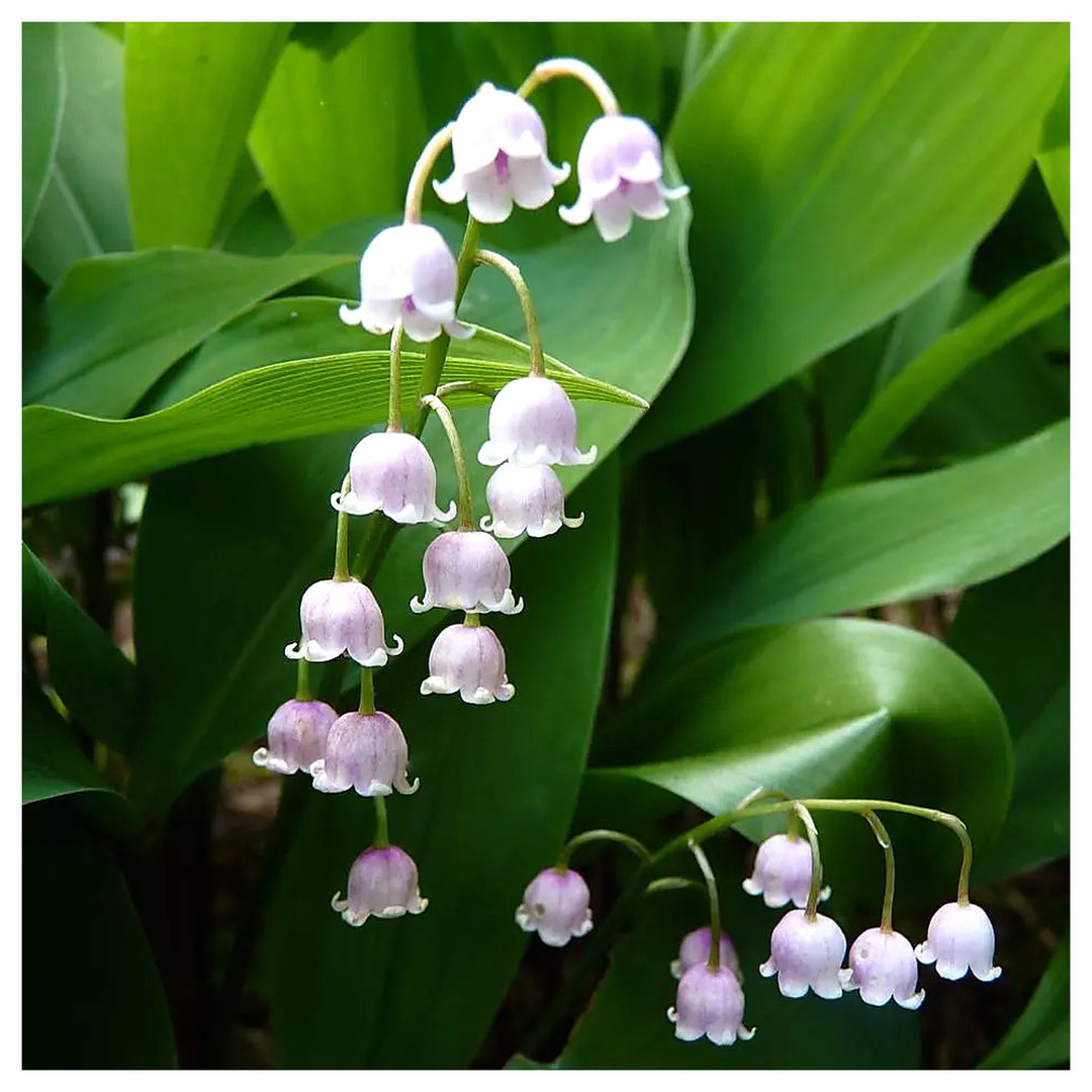 Pink Rare Lily Of The Valley Convallaria Majalis Perennial Flower Seeds for Home Garden Planting Heirloom Non Gmo S | Neera Seeds product photo [neera-v4-f139720d3865c61d9efd]