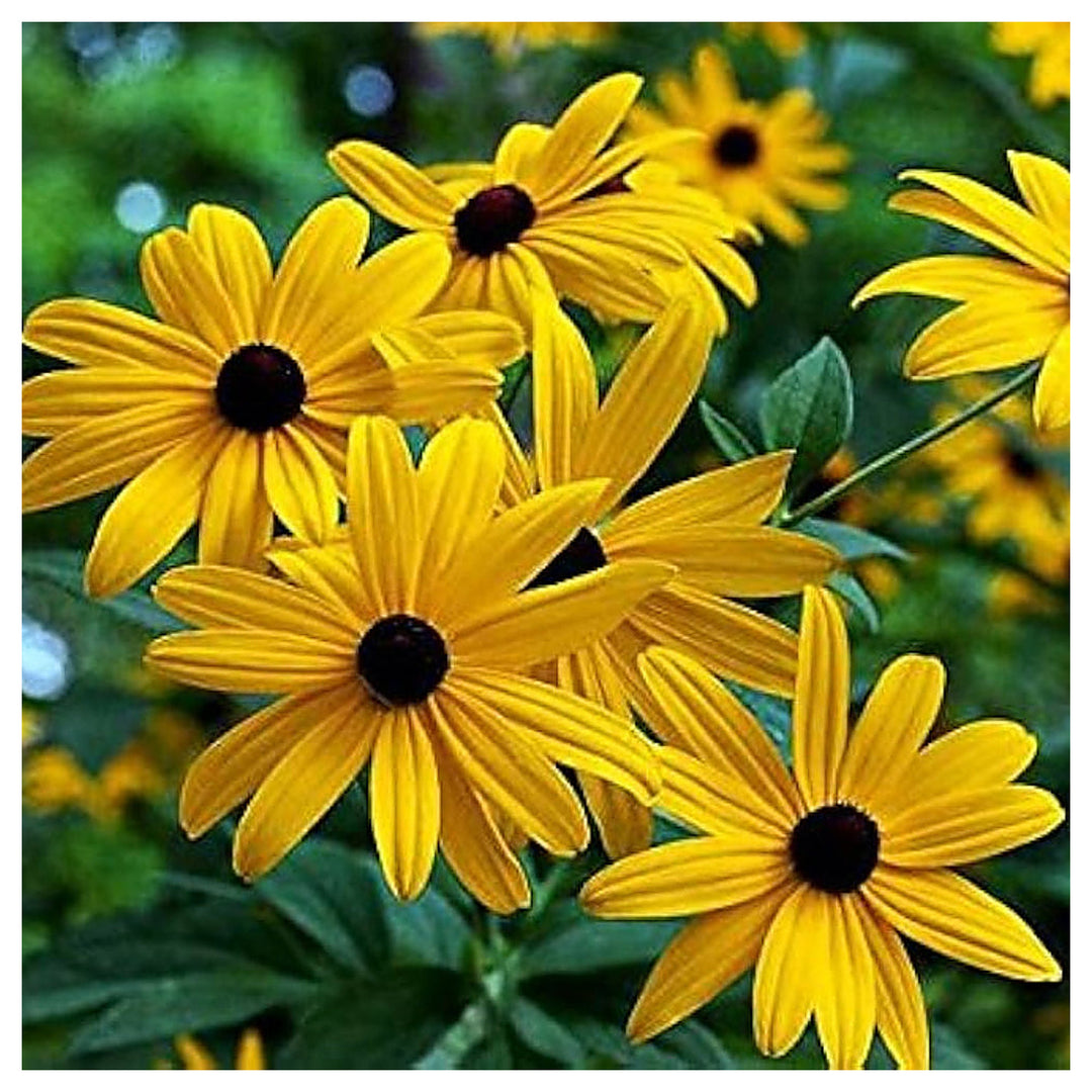 Black Gloriosa Daisy Planting Eyed Susan Rudbeckia Hirta Flower Planting Heirloom Non Gmo | Neera Seeds product photo [neera-v4-f1458d32f276e12a01d2]