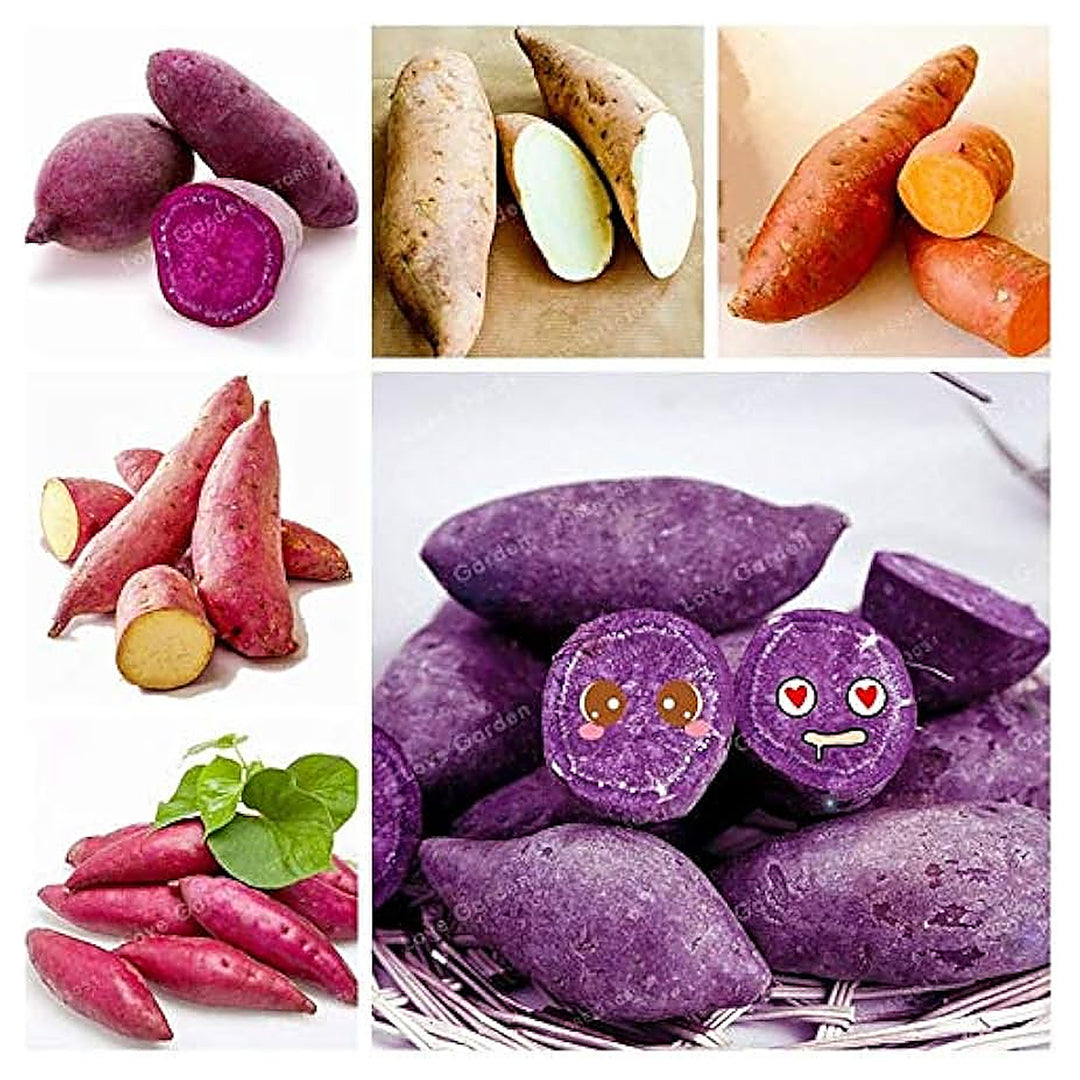 Mixed Sweet Potato Seeds for Planting - Heirloom, Non-GMO, Assorted Organic Garden Seeds, High Germination | Neera Seeds product photo [neera-v4-f14998a0b34e3ed772cf]