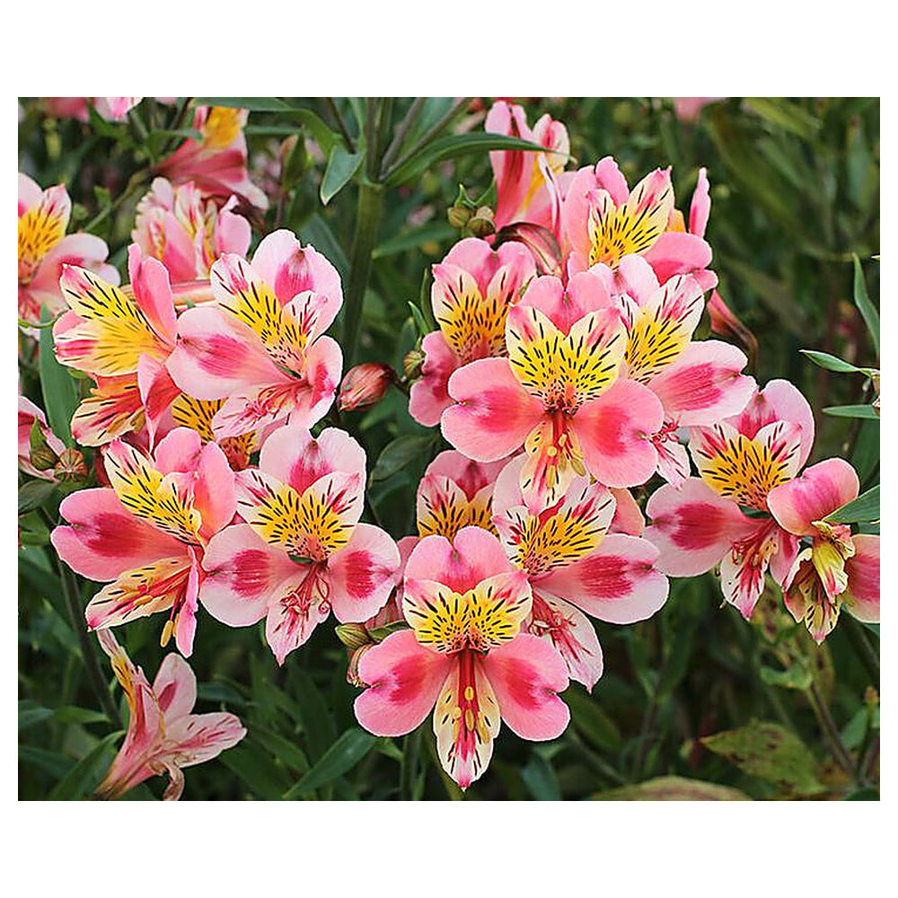 Heirloom Non-GMO Alstroemeria Flower Seeds for Planting Exotic Peruvian Lily Garden Blooms High Germination Organic | Neera Seeds product photo [neera-v4-f15959dd5bf3e36a9648]