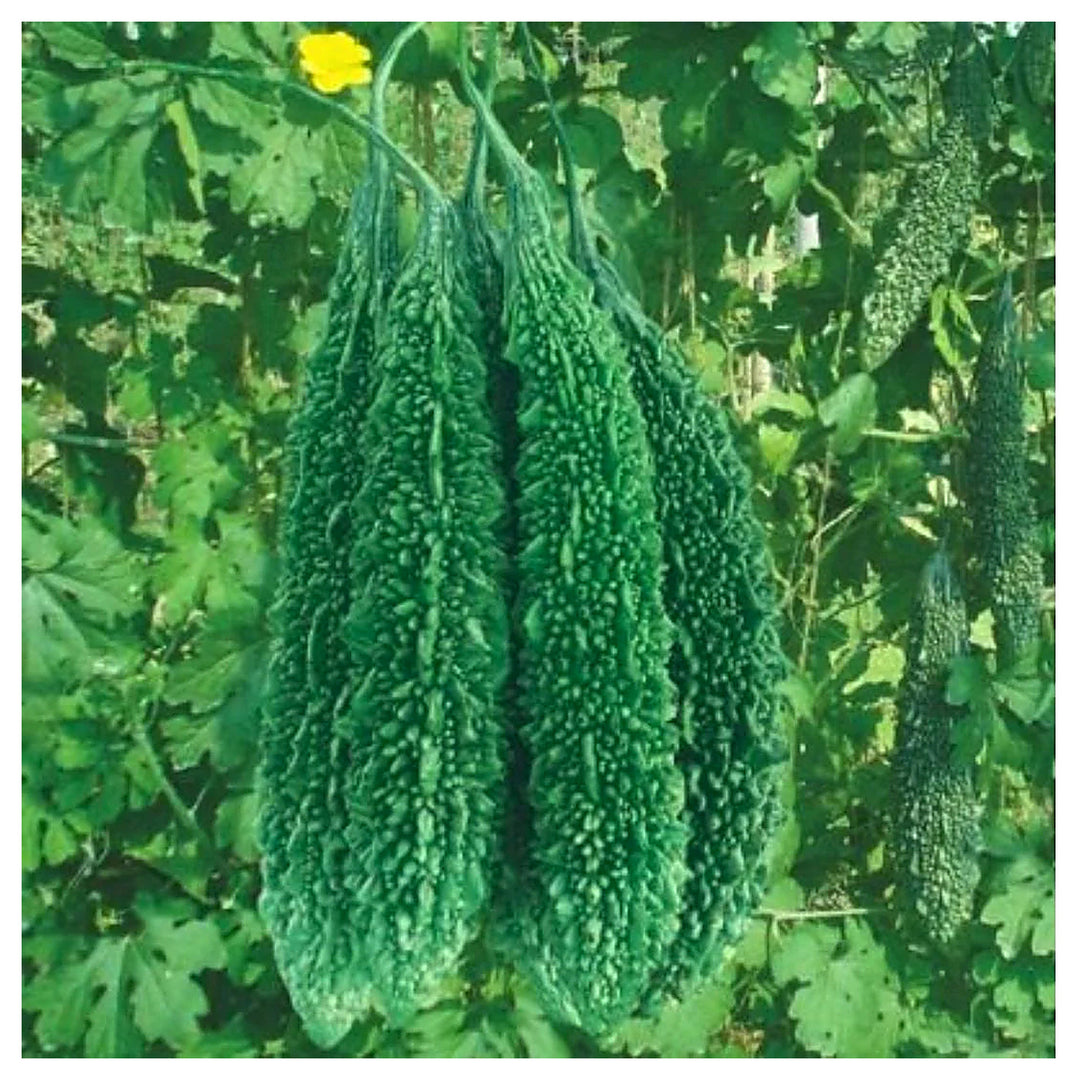 Indian Long Bitter Gourd Seeds for Planting – Heirloom, Non-GMO Vegetable Seeds for Organic Home Gardening | Neera Seeds product photo [neera-v4-f165103e5df52ab2bbe2]