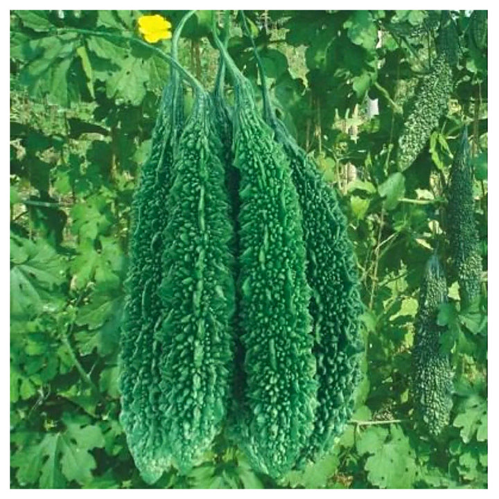 Indian Long Bitter Gourd Seeds for Planting – Heirloom, Non-GMO Vegetable Seeds for Organic Home Gardening | Neera Seeds product photo [neera-v4-f165103e5df52ab2bbe2]