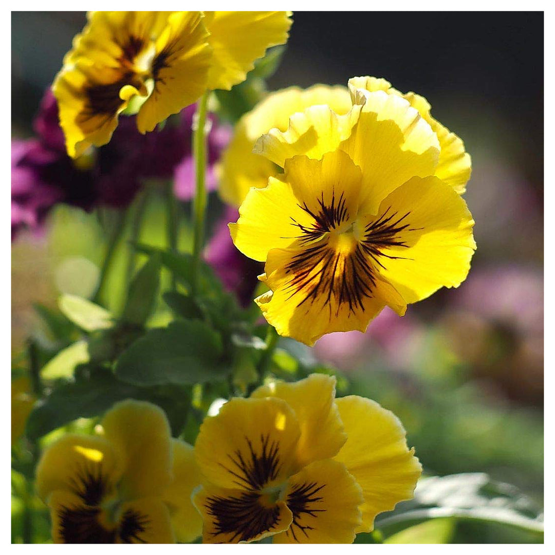 Tiger Eye Flower Seeds – Heirloom Non-GMO Striking Blooms for Bold Garden Planting | Neera Seeds product photo [neera-v4-f16f5a8683c678064bd2]