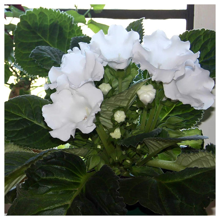 White Gloxinia Flower Seeds for Planting – Heirloom, Non-GMO, High Germination Organic Garden Seeds | Neera Seeds product photo [neera-v4-f170137aedf085211e69]