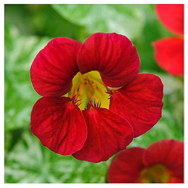 Red Hanging Nasturtium Seeds for Planting – Heirloom Non-GMO Seeds for Home Garden | Neera Seeds product photo [neera-v4-f175f5f822ecccca1224]