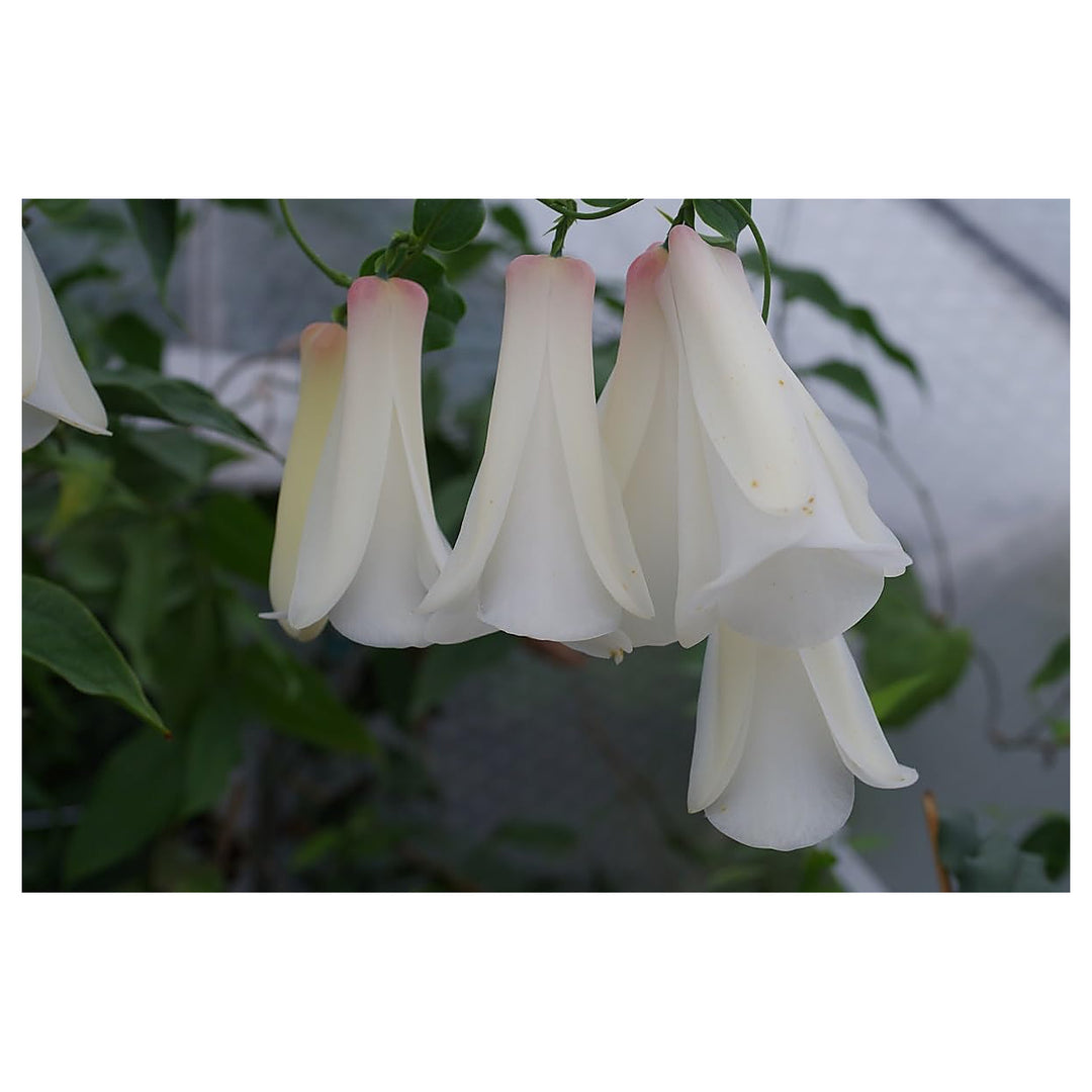 Heirloom Non-GMO Chilean Bell Flower Seeds for Planting – Rare Climbing Blooms, High Germination Organic Seeds | Neera Seeds product photo [neera-v4-f17bad9856bce0f17df5]