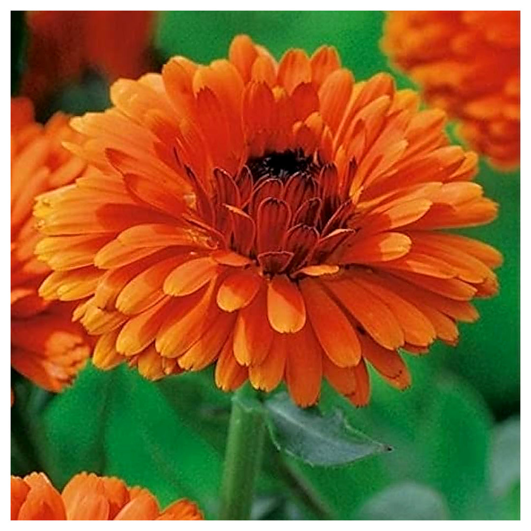 Heirloom Calendula Officinalis Pot English Calta Flower Garden Mix Flower Seeds Home Garden | Neera Seeds product photo [neera-v4-f19302bc04e5989b60c3]