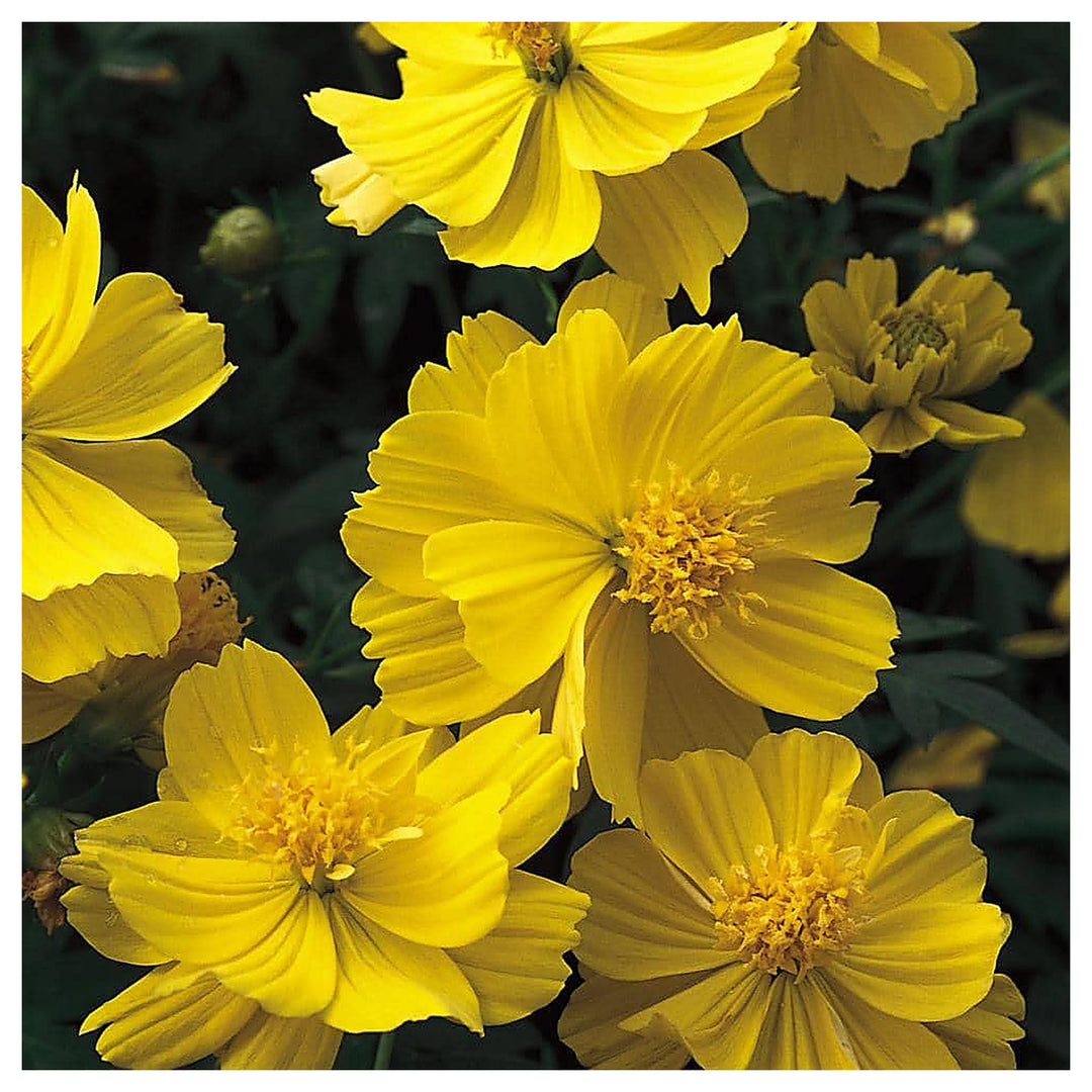 Yellow Cosmos Sunshine Sulphur Cosmos Tall Variety Flower Seeds for Home Garden Planting, Premium | Neera Seeds product photo [neera-v4-f1983d57dd33bc124f1b]
