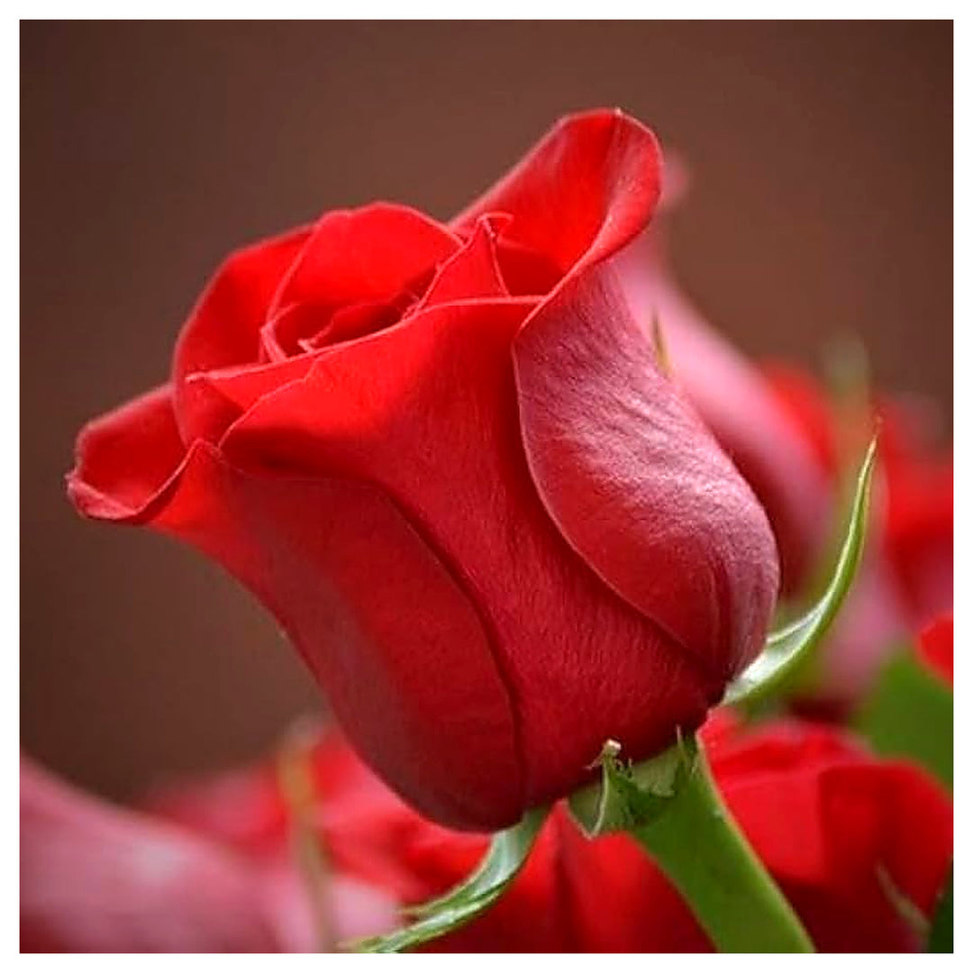 Polyantha Rose Mix Climbing Bonsai Or Garden Flower Seeds Home Garden Planting, Vibrant | Neera Seeds product photo [neera-v4-f1b44dfe5ebc14ec5257]