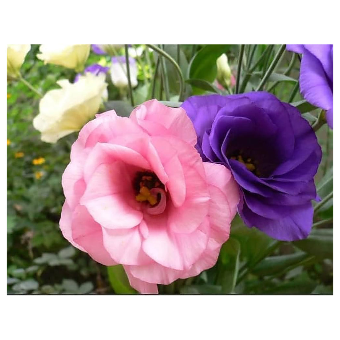 Lisianthus Eustoma Griflorum Colors Flower For Planting Elegant Blooms For Garden Borders | Neera Seeds product photo [neera-v4-f1b5062a8e9b0c85b9ec]
