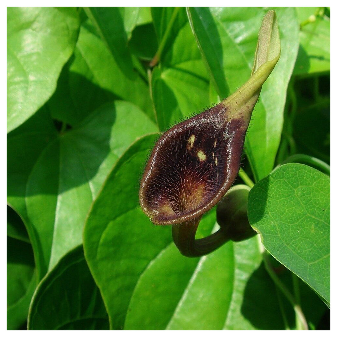 Heirloom Non-GMO Aristolochia Debilis Flower Seeds for Planting – Unique Ornamental Vines | High Germination | Neera Seeds product photo [neera-v4-f1bbf37417bc9be4d37f]