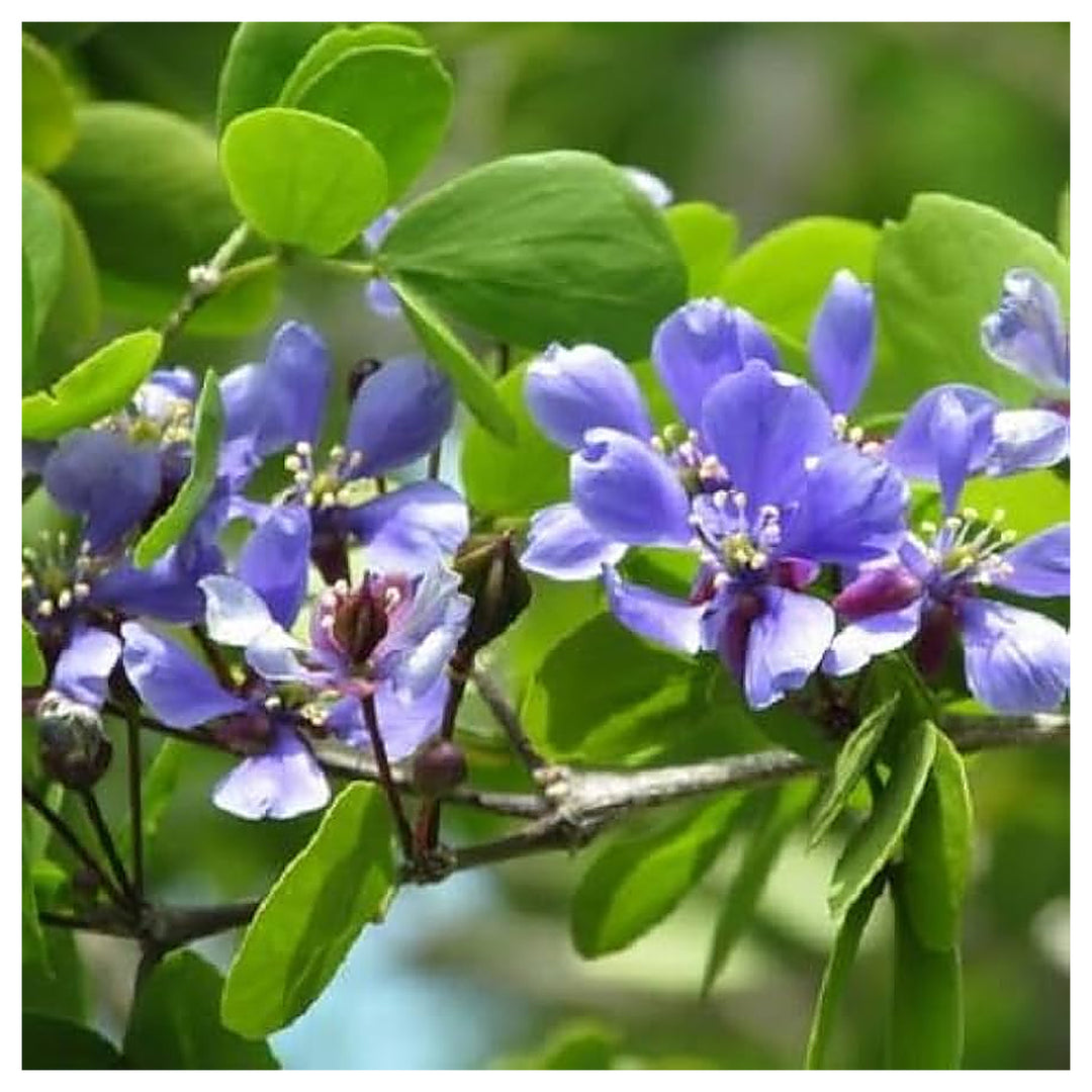Blue Lignum Vitae Plant Seeds for Planting – Heirloom Non-GMO Organic Garden Seeds | Neera Seeds product photo [neera-v4-f1ce5250af0356c7c5ad]