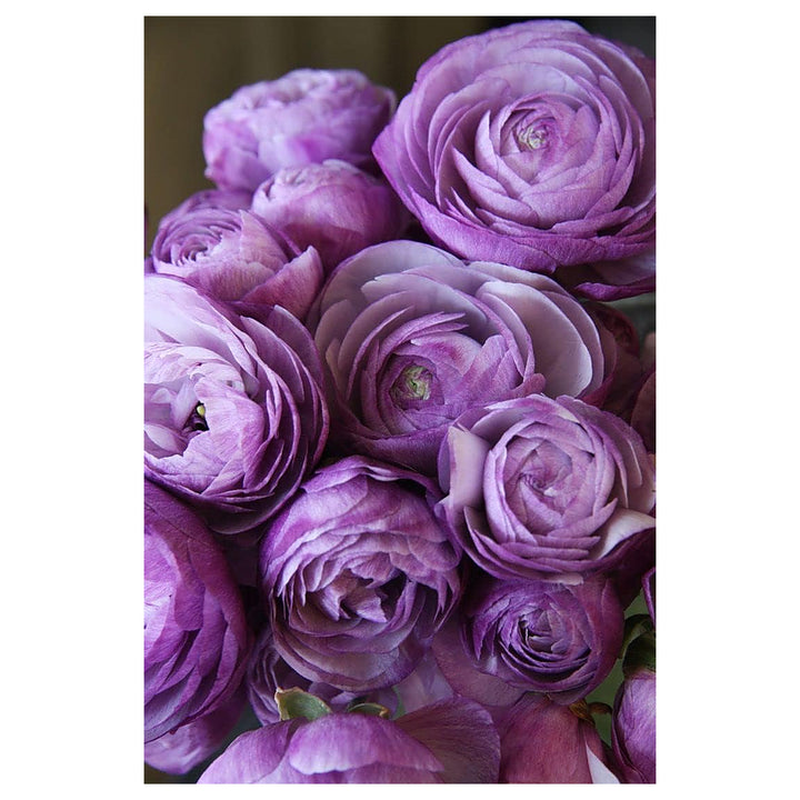 Heirloom Lavender Ranunculus Flower Seeds for Planting – Non-GMO Organic Garden Seeds with High Germination | Neera Seeds product photo [neera-v4-f1cfff070930a6212ee2]