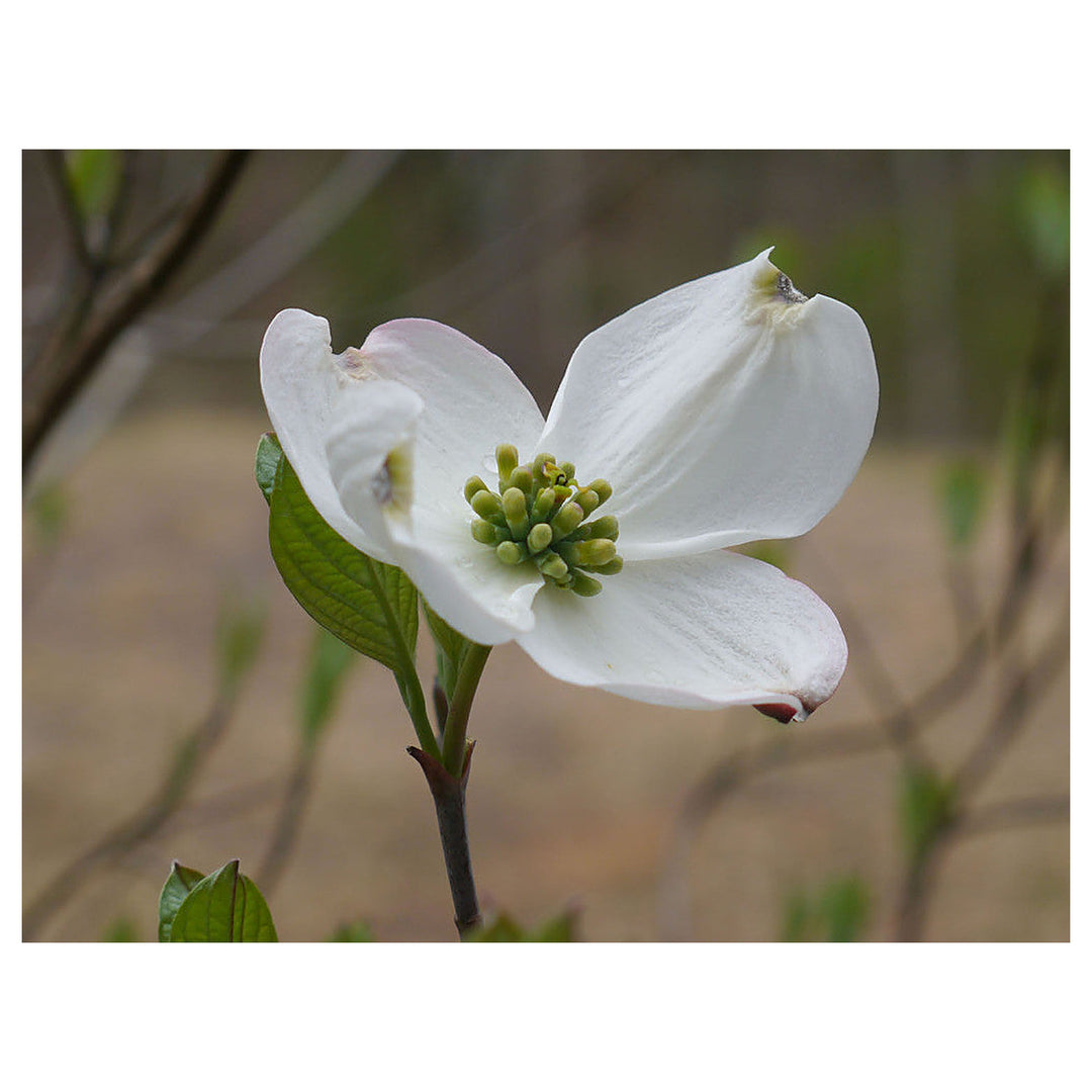 Cornus Florida Seeds for Planting – Organic Heirloom Non-GMO High Germination Flowering Tree Seeds | Neera Seeds product photo [neera-v4-f1def22d451a22b948d0]