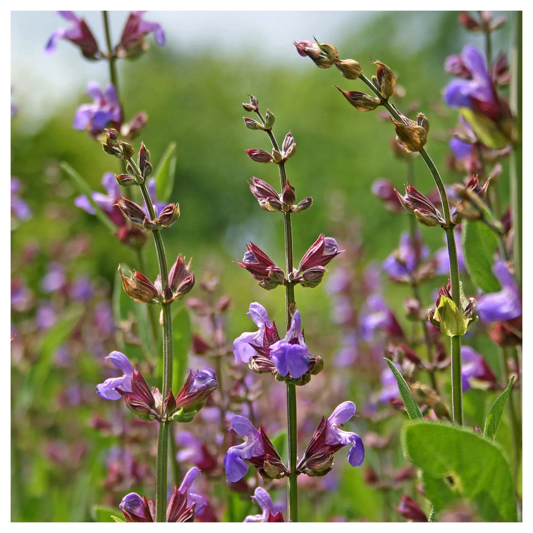 Sage Flower Seeds – Heirloom Non-GMO Herb Seeds for Fragrant and Medicinal Garden Use | Neera Seeds product photo [neera-v4-f1e02ec915d61d73ff14]