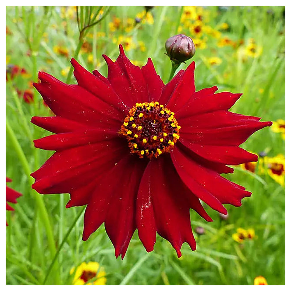 Red Coreopsis Flower Seeds for Planting - Heirloom Non-GMO High Germination Organic Garden Seeds | Neera Seeds product photo [neera-v4-f1f1a7991f952a5c960a]