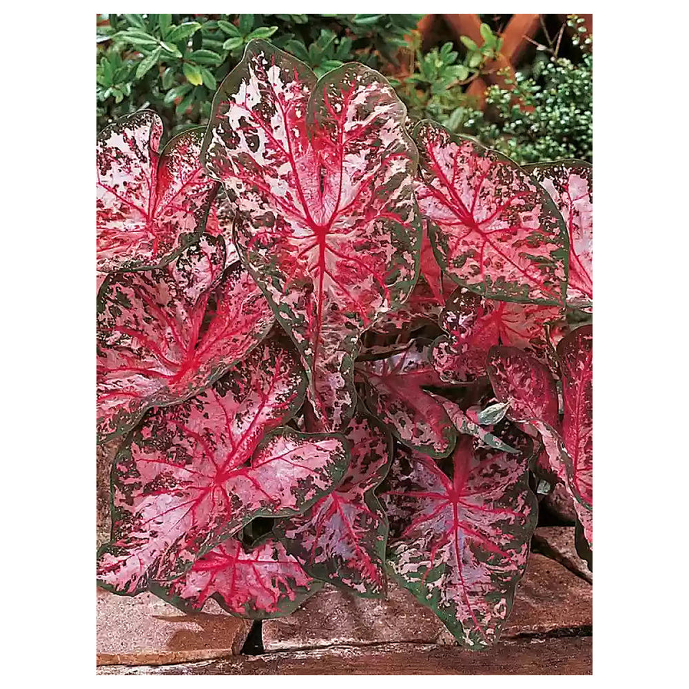 Carolyn Whorten Caladium Leaf Flower Seeds – Heirloom, Non-GMO, High Germination Organic Garden Seeds for Planting | Neera Seeds product photo [neera-v4-f1fa195f8306eb6fce4f]