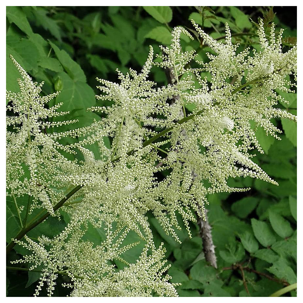 Heirloom Non-GMO Aruncus Flower Seeds for Planting – Elegant Garden Perennial Blooms | High Germination | Neera Seeds product photo [neera-v4-f1fd3e25deb58df736fa]