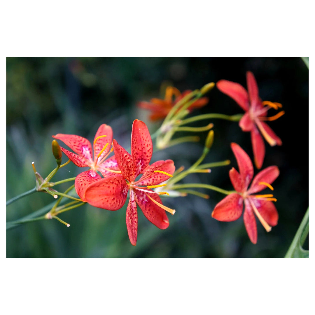 Red Leopard Flower Seeds for Planting - Heirloom Non-GMO High Germination Organic Garden Seeds | Neera Seeds product photo [neera-v4-f20098435ccd6d23cd10]