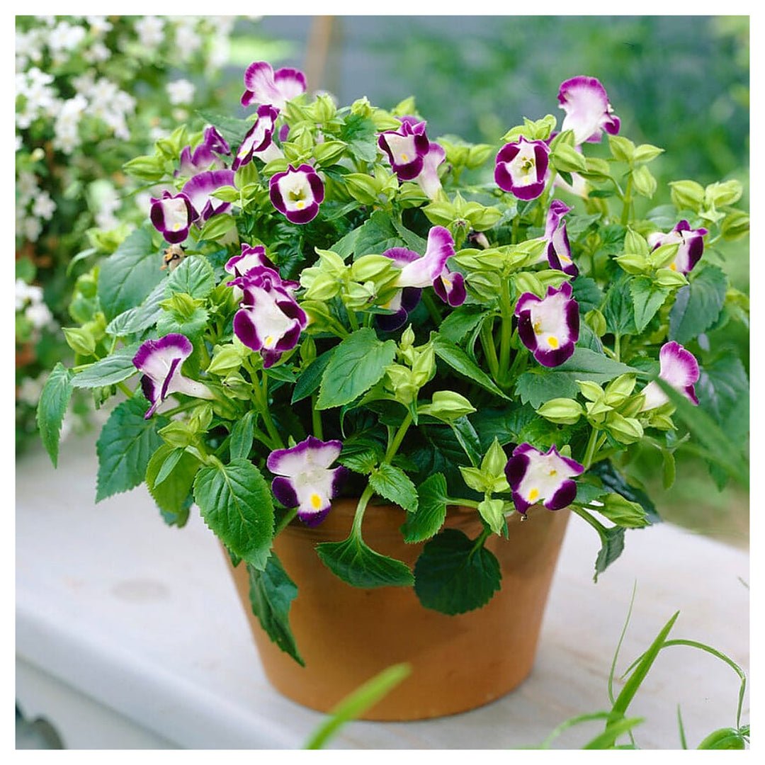 Torenia Flower For Planting Torenia Fournieri For Flower Bed And Urban Garden Flower Seeds for Home | Neera Seeds product photo [neera-v4-f202306177e1d906a1f0]