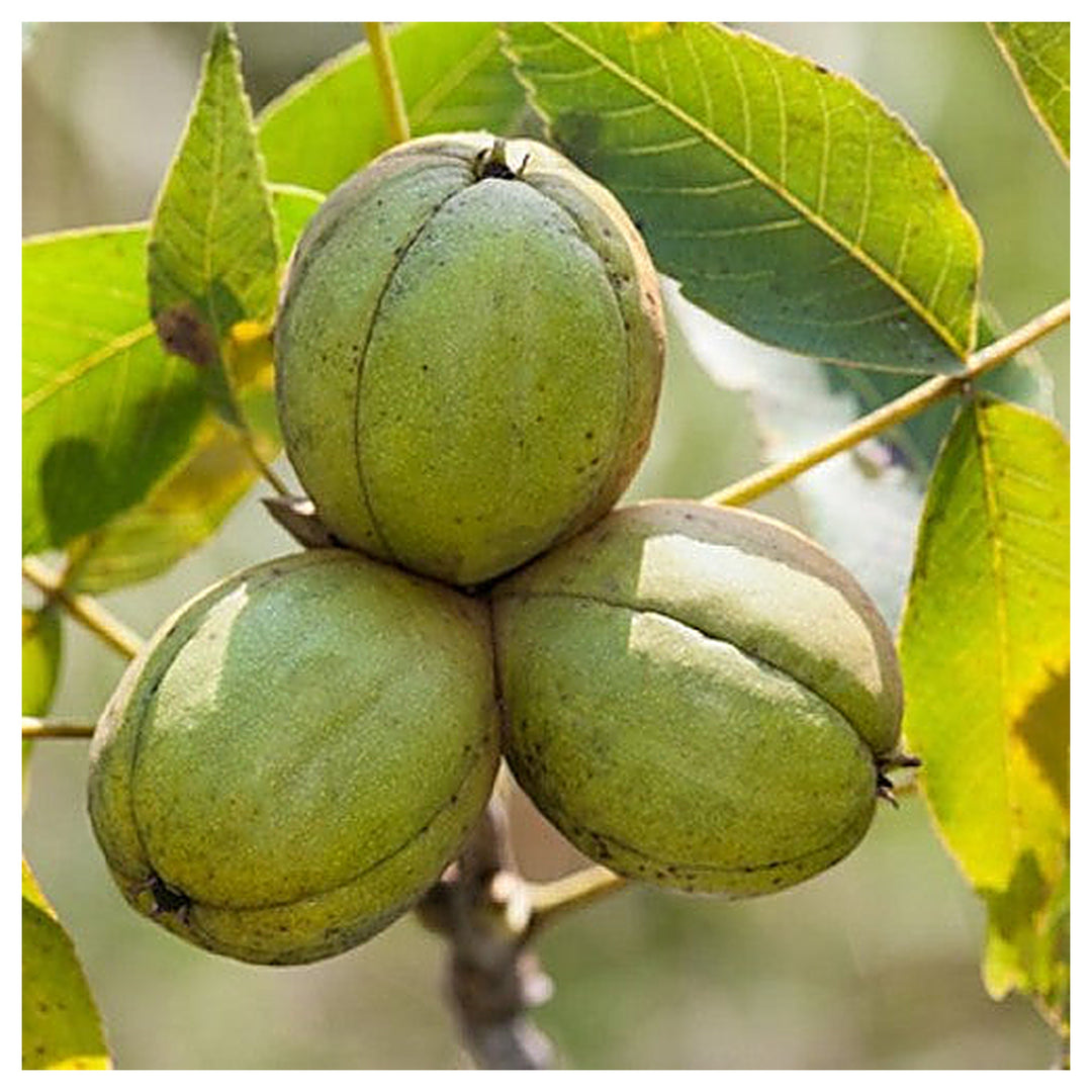 Shagbark Hickory (Carya ovata) Seeds – Hardy & Reliable Nuts for Your Backyard, Heirloom Seeds | Neera Seeds product photo [neera-v4-f2031490eabd62a0851f]