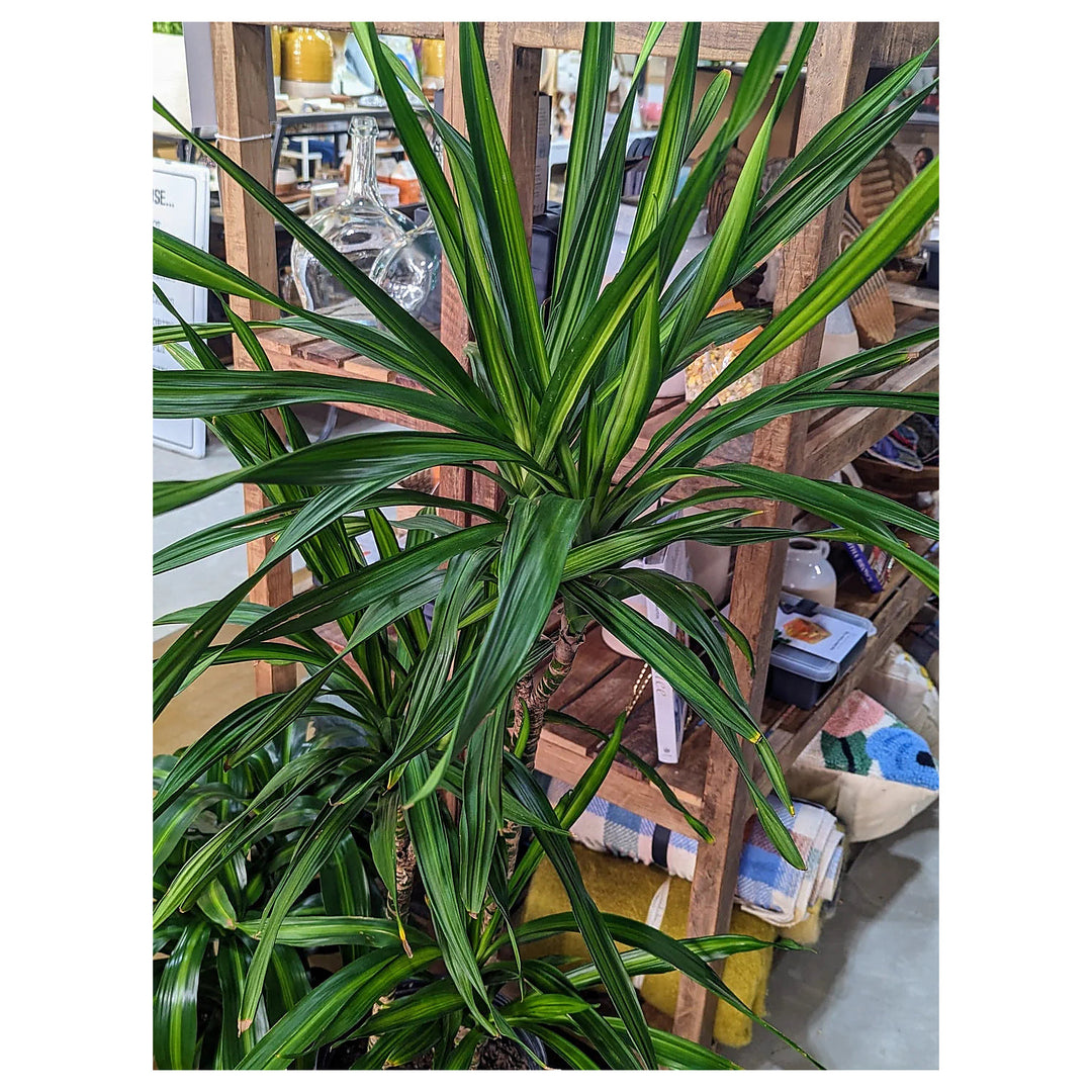 Green Dracaena Fargans Plant Seeds for Planting – Non-GMO Organic Garden Seeds, High Germination | Neera Seeds product photo [neera-v4-f211140953d980333757]