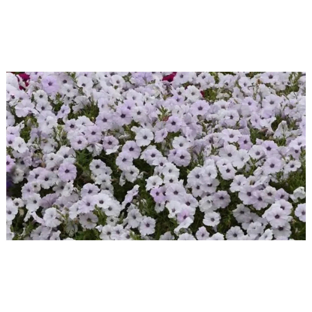 Petunia Tidal Wave Silver Flower Seeds for Planting - Heirloom, NON-GMO, Spreading Garden Blooms | Neera Seeds product photo [neera-v4-f22101259dc67b041b0f]