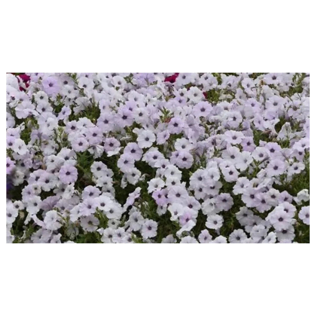 Petunia Tidal Wave Silver Flower Seeds for Planting - Heirloom, NON-GMO, Spreading Garden Blooms | Neera Seeds product photo [neera-v4-f22101259dc67b041b0f]