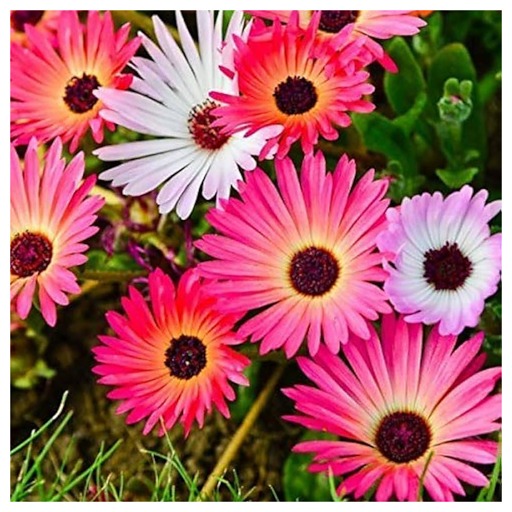 Heirloom Mesembryanthemum Flower Seeds, Non-GMO Vibrant Ice Plant Blooms for Drought-Tolerant Garden Planting | Neera Seeds product photo [neera-v4-f223e9c8f3ba81365b9f]